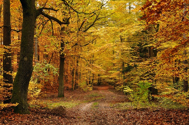 8 Best Places to Enjoy Autumn in London